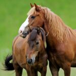 What Are the Early Signs of Colic in Horses?