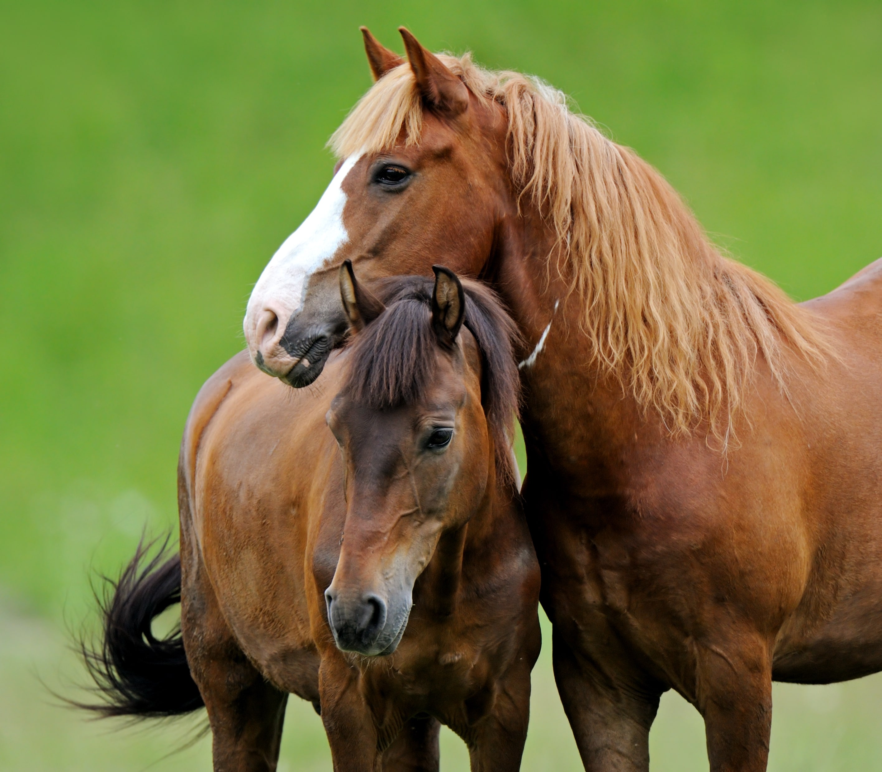 2 horses standing next to each other