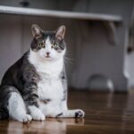 Heart Disease in Cats