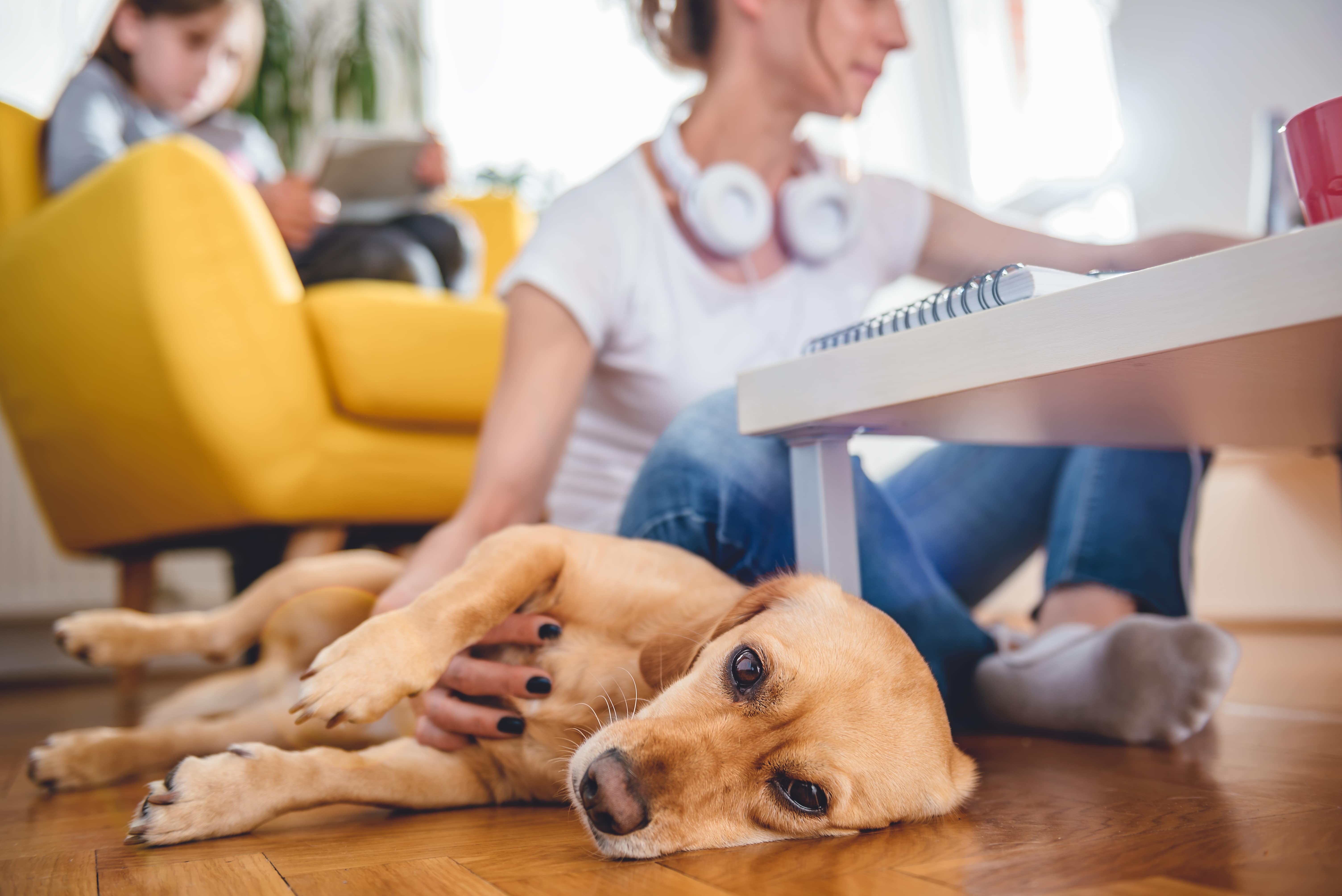 Small yellow dog laying on the floor by the woman who is petting him at home