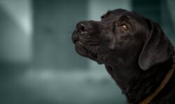 Senior Pet Care: Tips for Keeping Your Older Pet Happy and Healthy