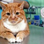 How Do You Care for a Senior Cat as They Age?