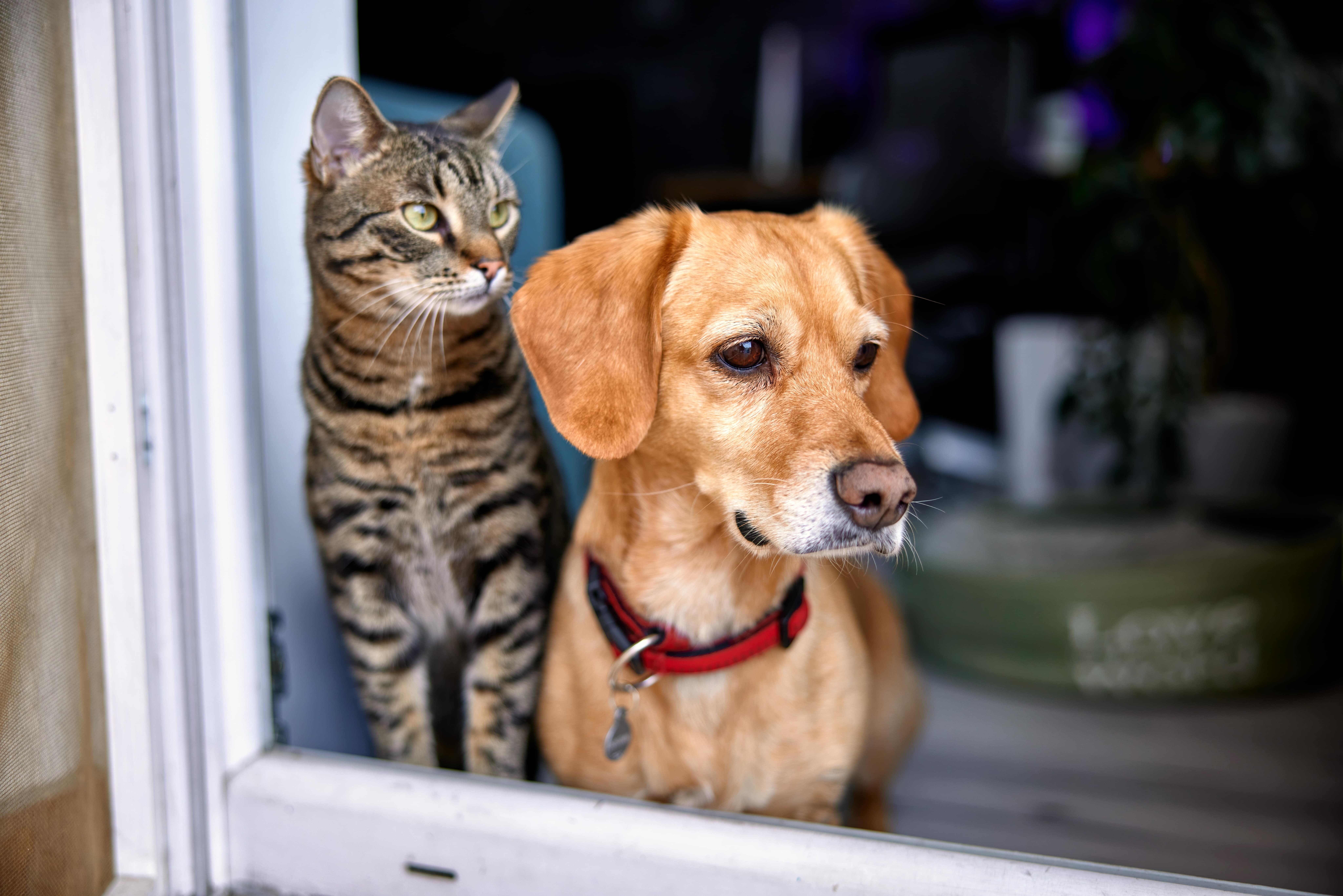 cat and dog looking out the window