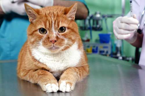 How Do You Care for a Senior Cat as They Age?