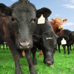 Holistic Approaches to Livestock Wellness: Enhancing Farm Health