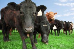 black cows on a green field 