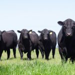 4 black cows in a field