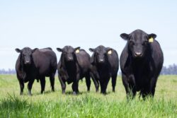 Untamed Spirits: Exploring the Behavioral Tendencies of Wild Cattle and Horses Compared to Domesticated Breeds Untamed Spirits: Exploring the Behavioral Tendencies of Wild Cattle and Horses Compared to Domesticated Breeds
