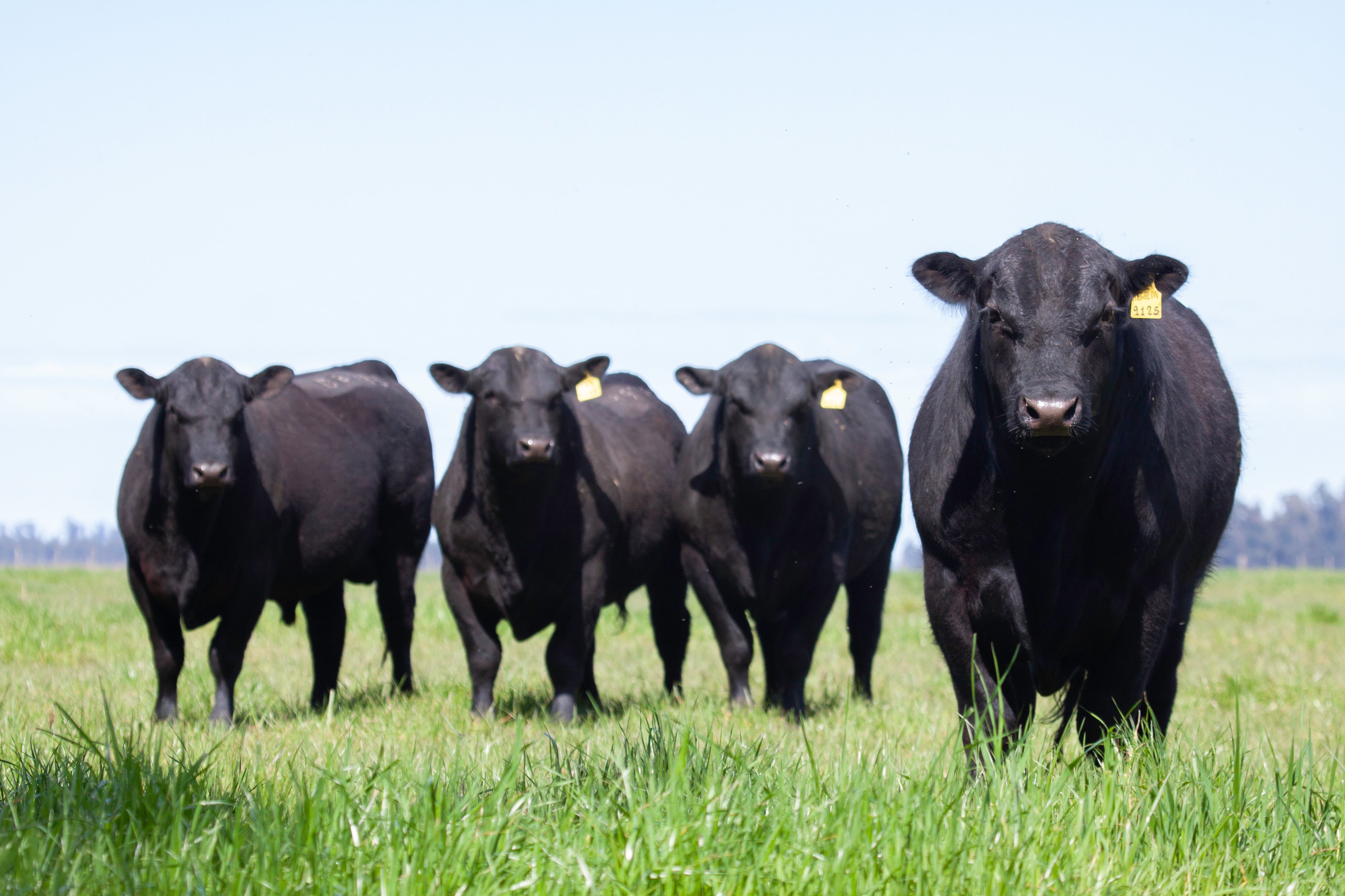 4 black cows in a field