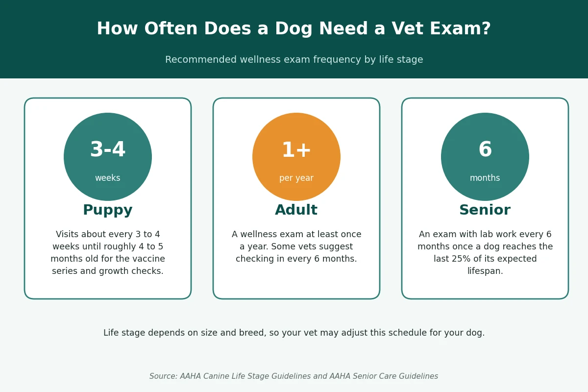 Dog vet exam schedule by life stage Infographic showing how often a dog needs a vet exam: every 3 to 4 weeks for puppies, at least once a year for adults, and every 6 months for seniors