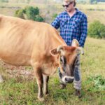 farmer caring for his cattle