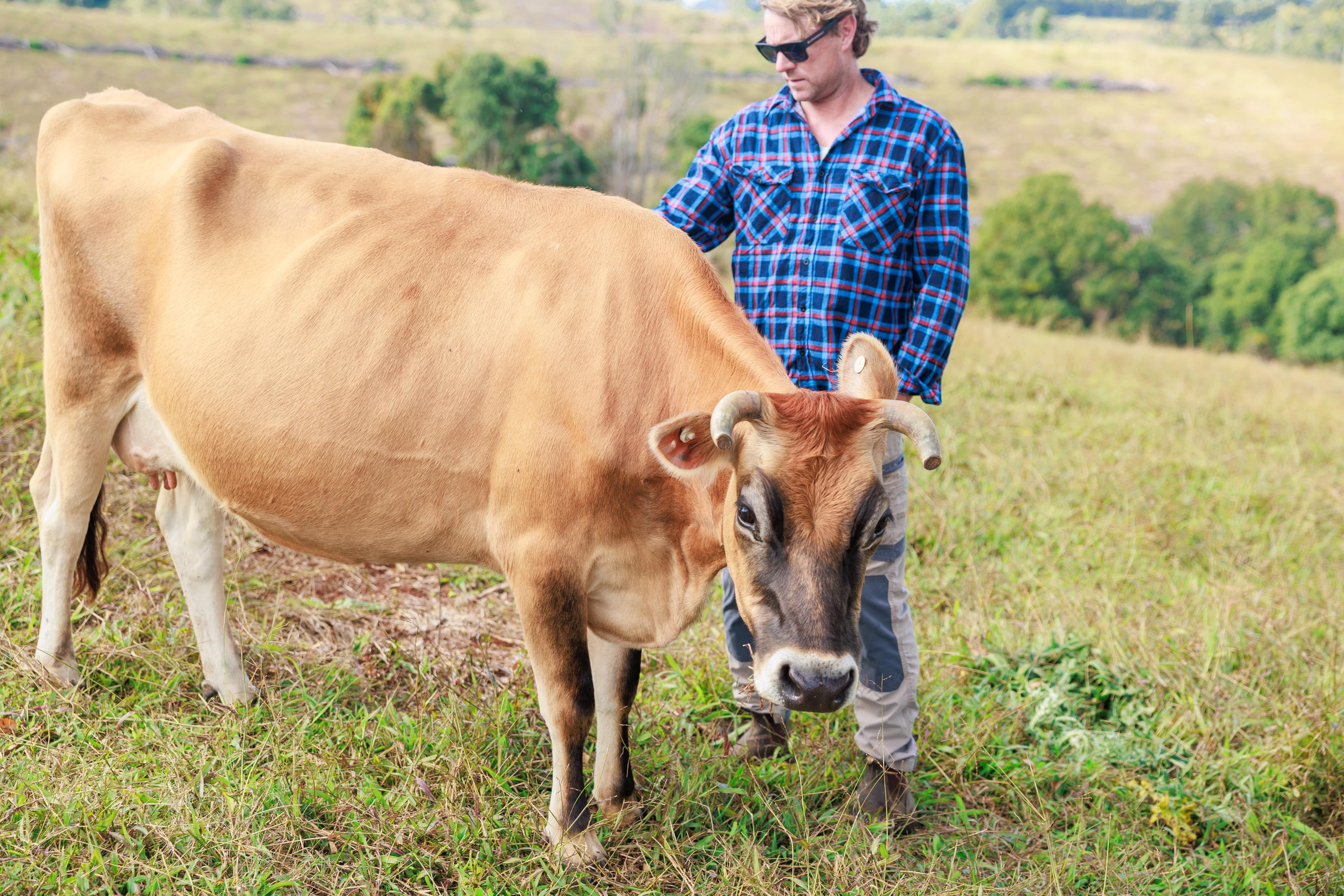 farmer caring for his cattle