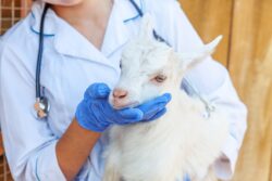 Goat Vaccinations: Protecting Your Herd with Veterinary Care Goat Vaccinations: Protecting Your Herd with Veterinary Care