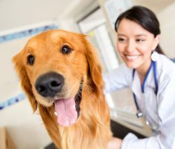Dog Veterinary Care in Saint Claude, MB