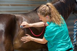 Mobile Vet