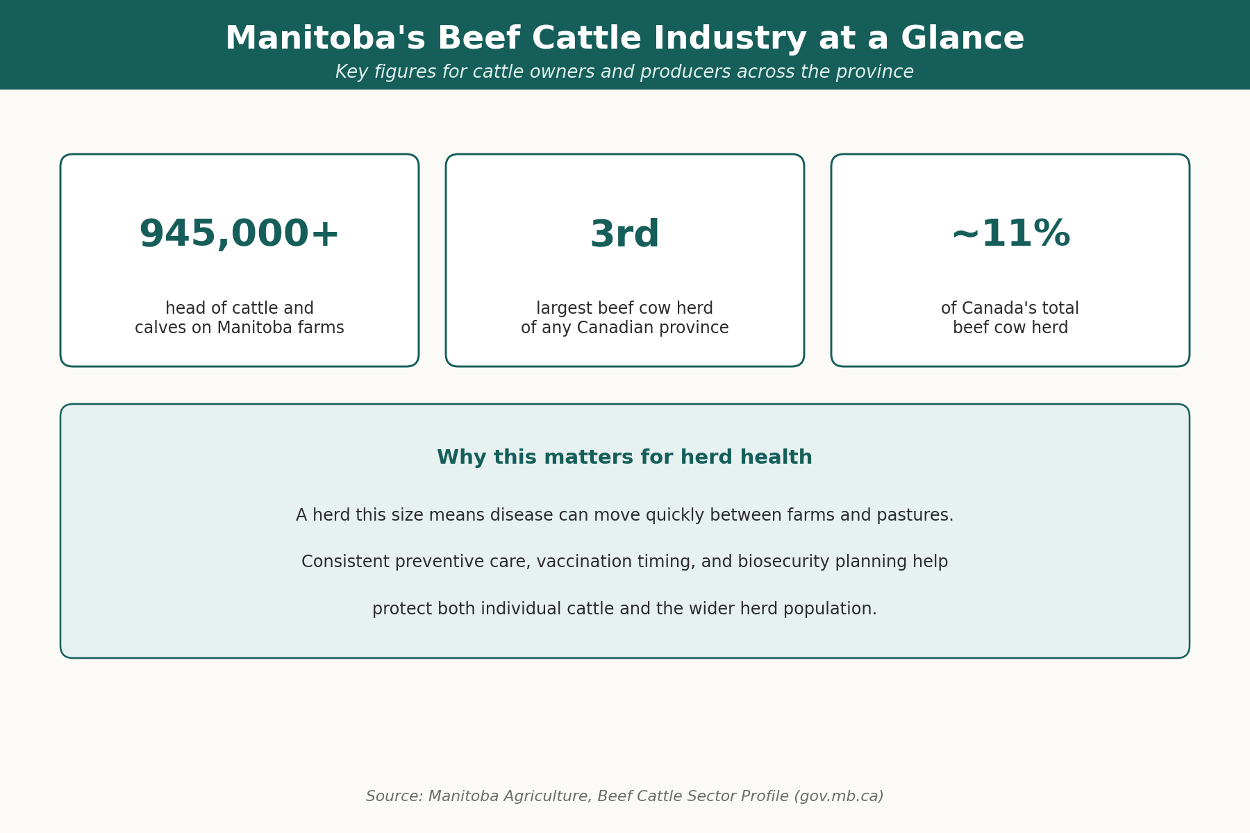 Manitoba's Beef Cattle Industry at a Glance Infographic showing Manitoba has over 945,000 head of cattle and calves, the third largest beef cow herd of any Canadian province, and about 11 percent of Canada's total beef cow herd