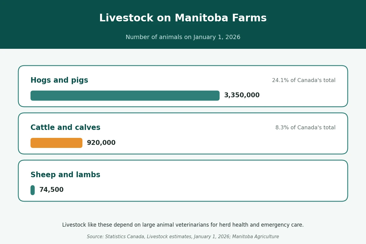 Livestock on Manitoba farms, January 2026 Bar chart of livestock on Manitoba farms on January 1, 2026: hogs, cattle and calves, and sheep and lambs