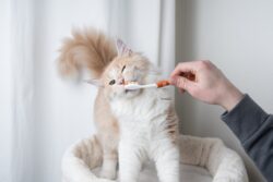 How Can I Perform Home Dental Care for Pets? How Can I Perform Home Dental Care for Pets?