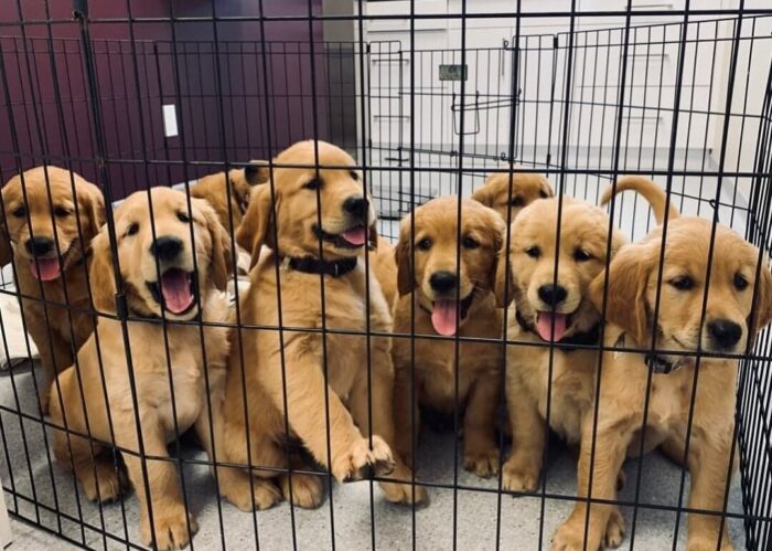 Traveling with pets in Canada