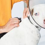 Man microchipping large dog wearing plastic cone around neck