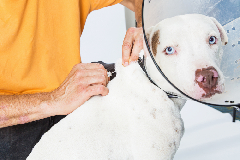Man microchipping large dog wearing plastic cone around neck