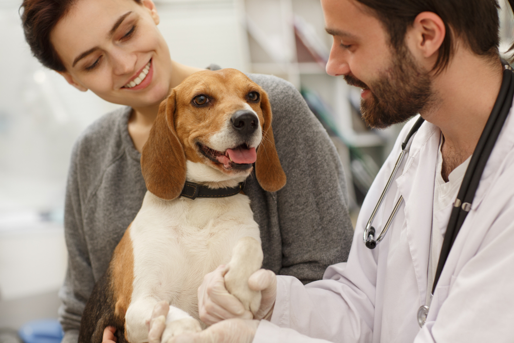 dog at the getting a check up