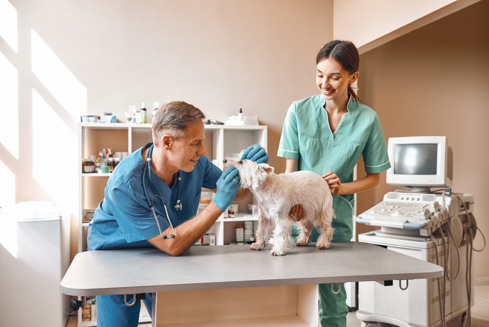 pet dog getting a routine check up