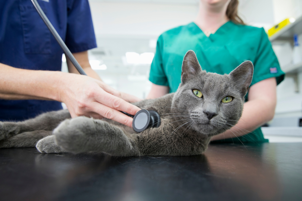 Vet examining pet cat with stethoscope on a table
