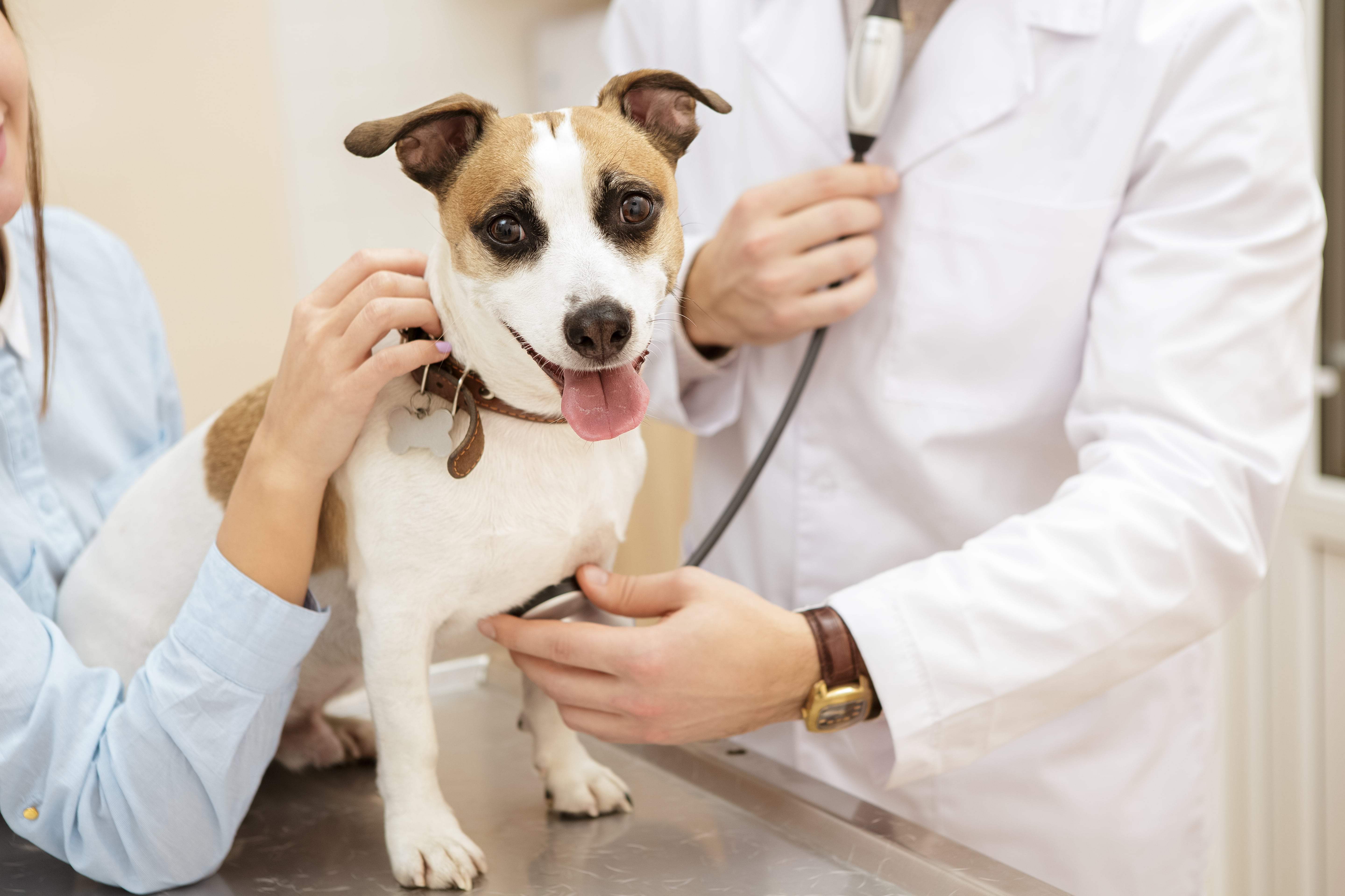 small brown and white dog at the vet getting a check up-min