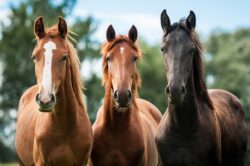 Cattle and Horses: The Evolution of Behavior from Wild Ancestors to Domestic Companions Cattle and Horses: The Evolution of Behavior from Wild Ancestors to Domestic Companions