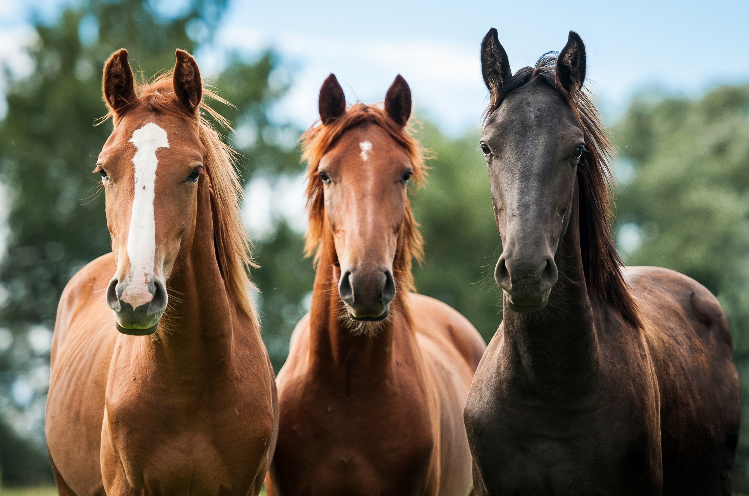 three horses looking back at the camera