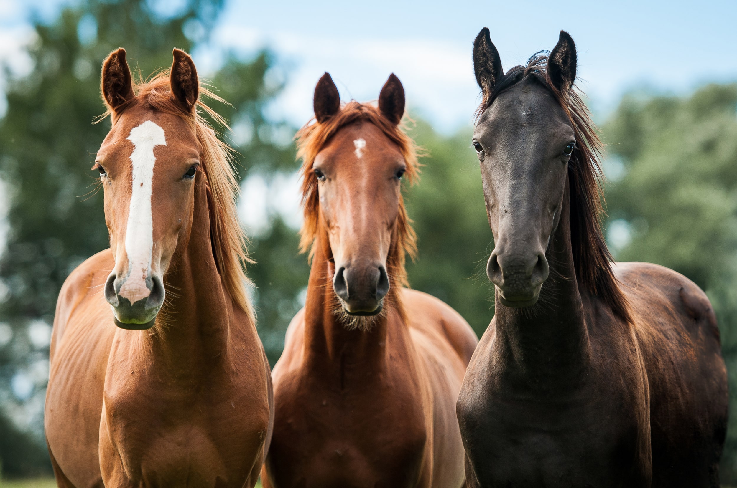 Cattle and Horses: The Evolution of Behavior from Wild Ancestors to Domestic Companions