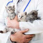 vet holding three kittens
