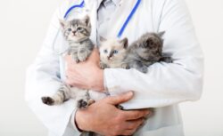 Top 5 Common Health Issues in Cats and How to Prevent Them Top 5 Common Health Issues in Cats and How to Prevent Them