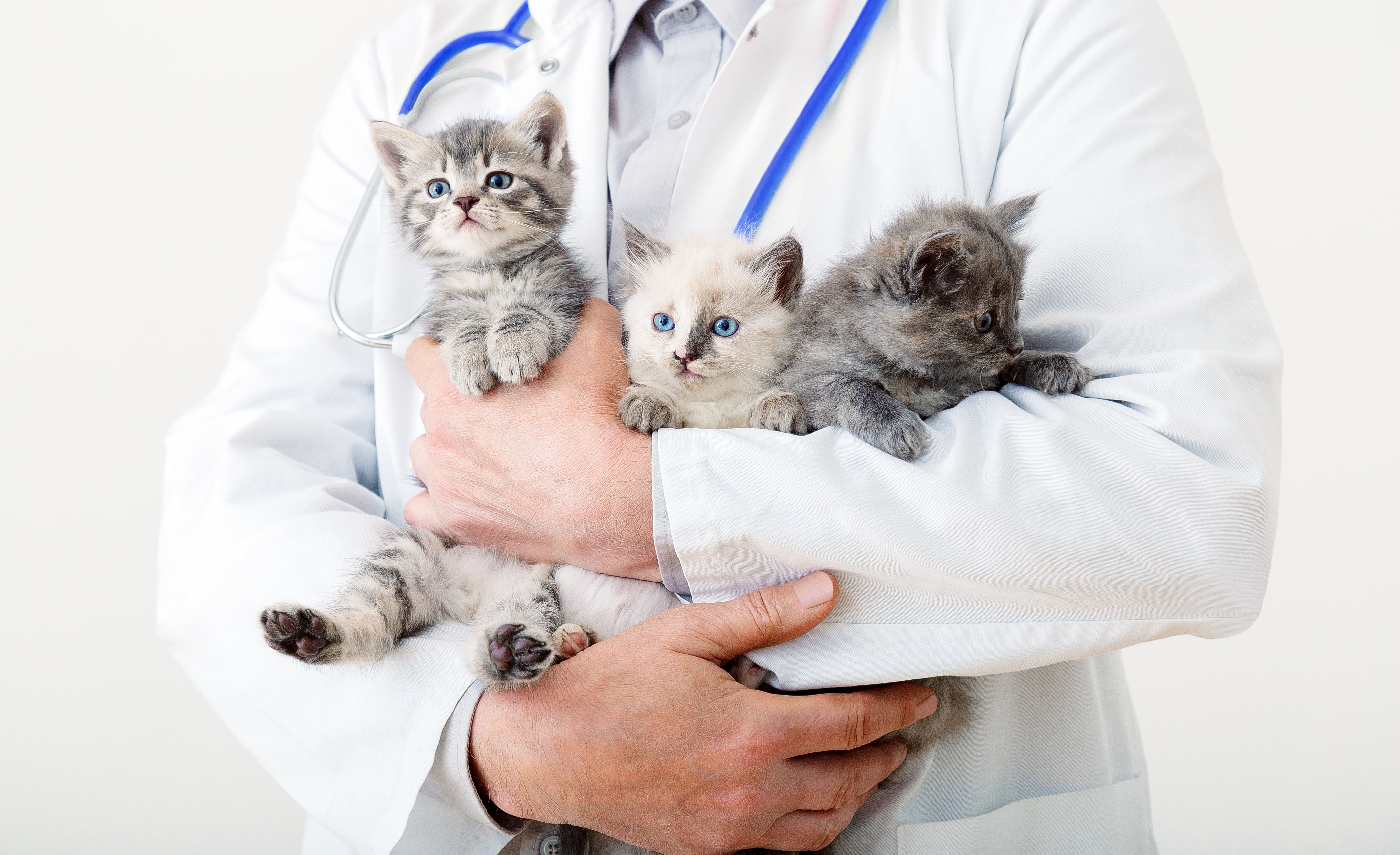 vet holding three kittens