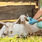 vets for goats