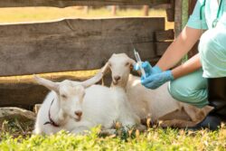 Common Health Issues in Goats: Insights from Veterinarians Common Health Issues in Goats: Insights from Veterinarians
