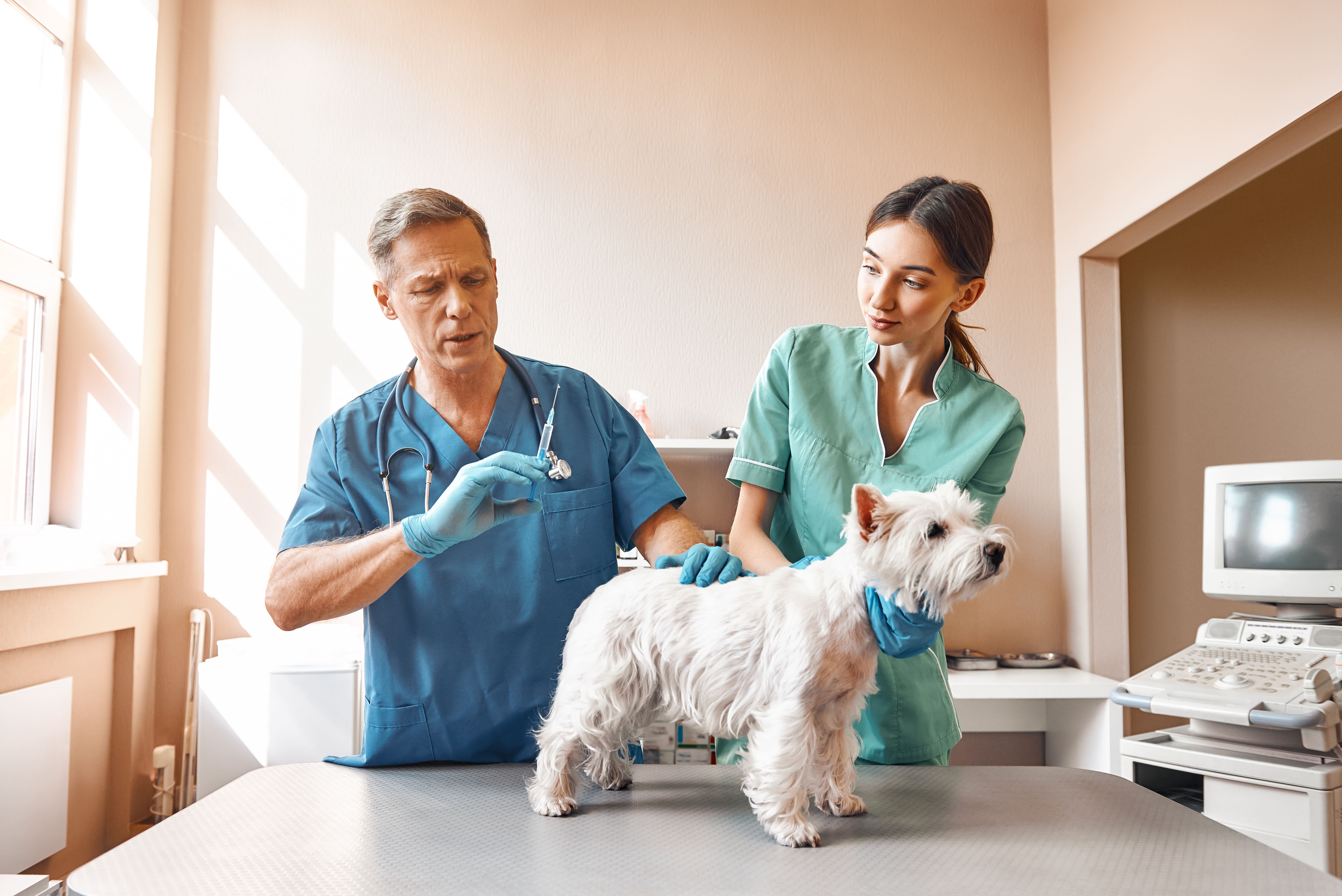 white dog at the vet getting a shot-min