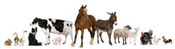 From Wild to Mild: Understanding the Behavioral Shift in Cattle and Horses Through Domestication From Wild to Mild: Understanding the Behavioral Shift in Cattle and Horses Through Domestication